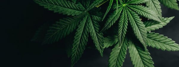 marijuana cannabis leaf background Reasonable Suspicion