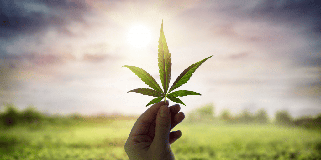 hand holding up cannabis plant in front of sunset